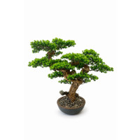 Bonsai Ağacı-8